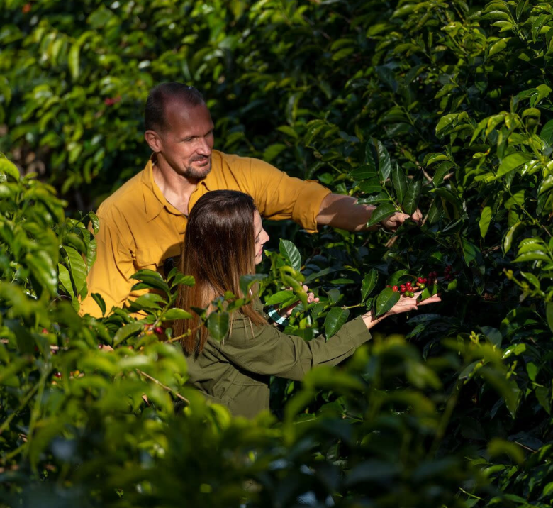 Picking Coffee beans on tour in Boquete