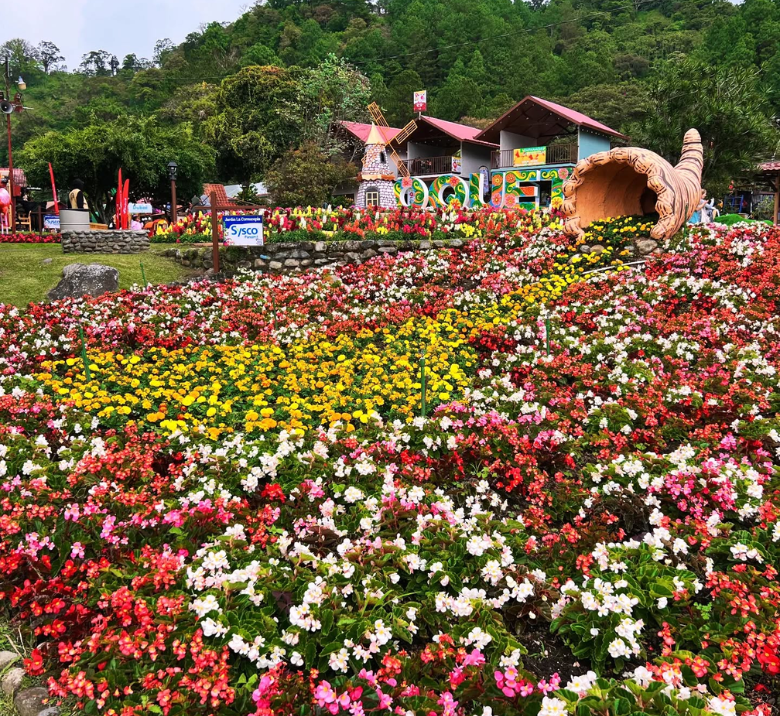 Flower and Coffee Festival in Boquete in Janaury