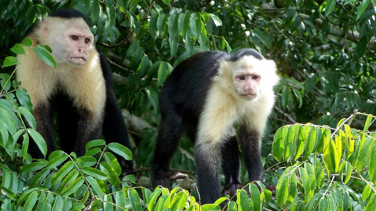 Monkey Island Tour Panama City