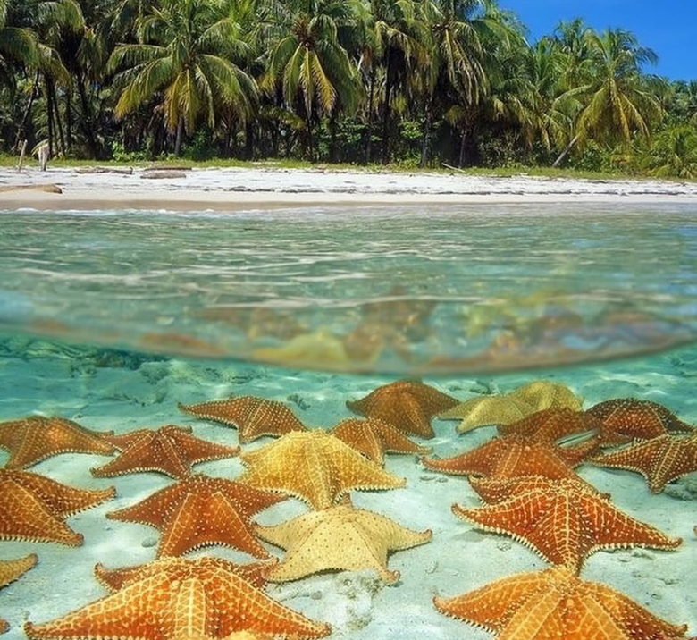 Starfish Beach Bocas del Toro