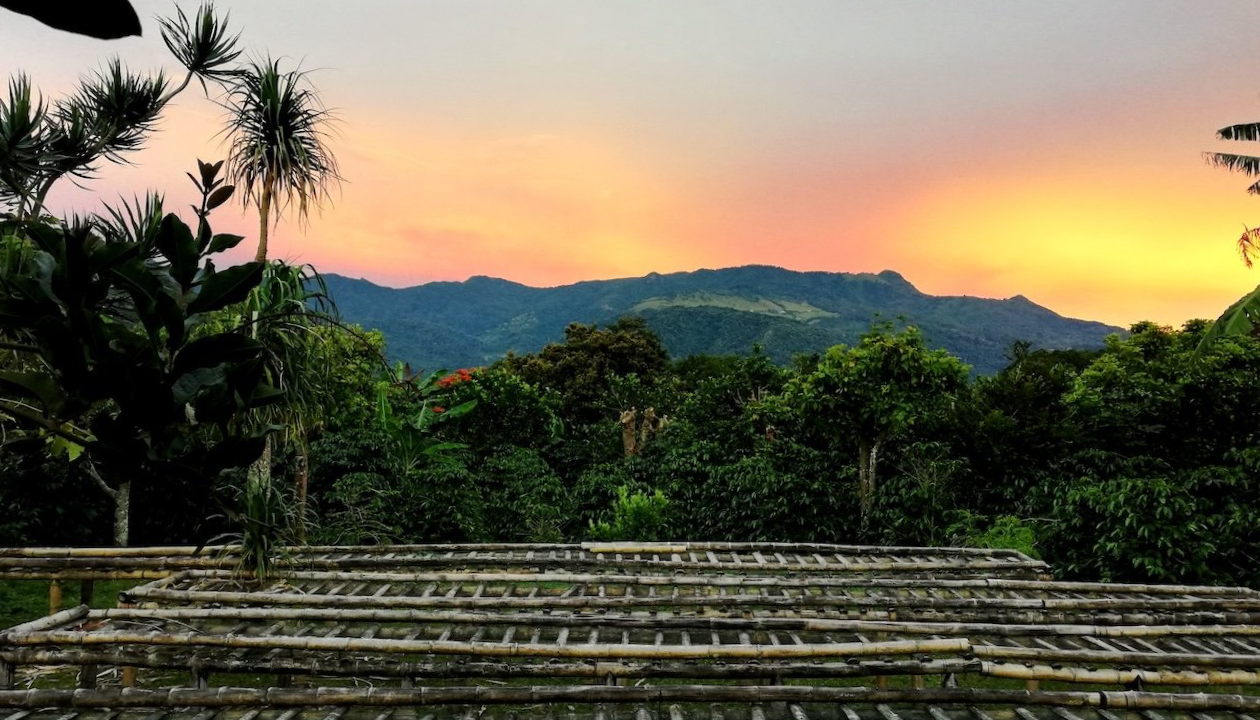 Dos Jefes Coffee Farm Tour View