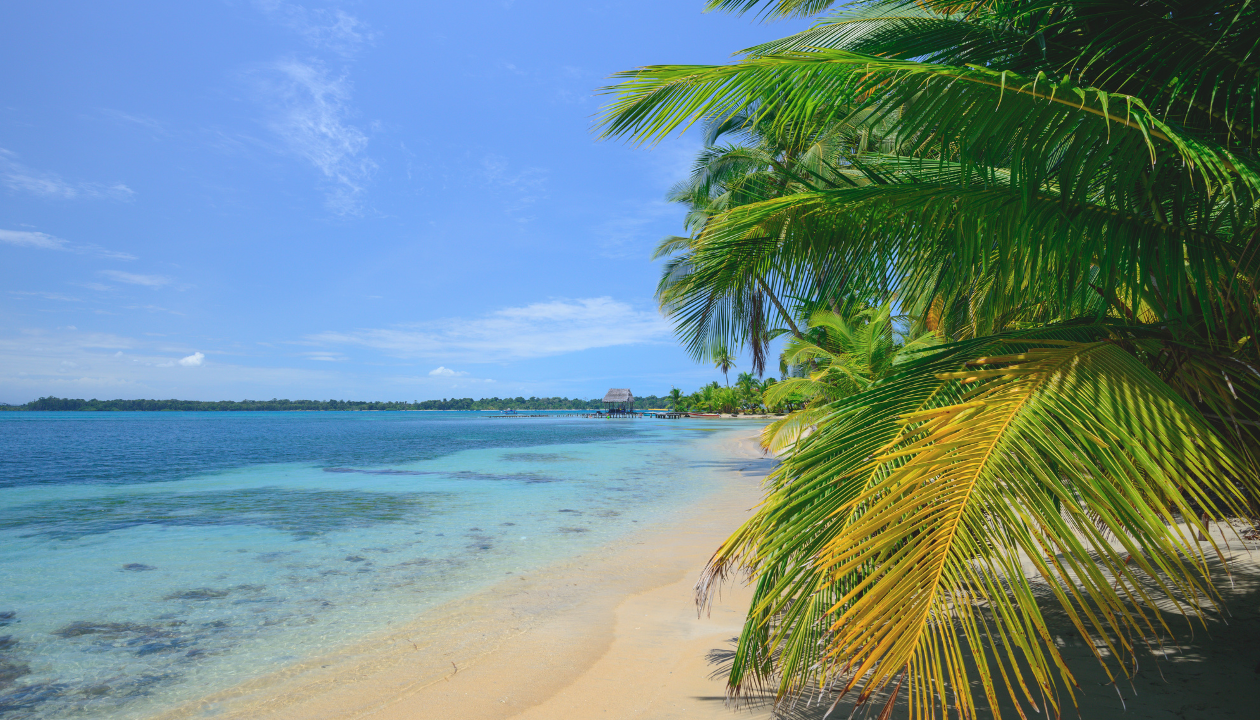 palm trees at Shellfish Beach in Bocas del Toro